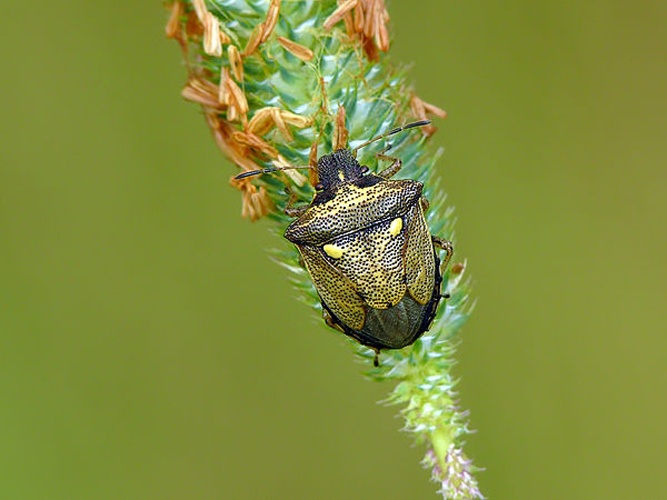 Eysarcoris aeneus © <a href="//commons.wikimedia.org/wiki/User:Darius_Bauzys" title="User:Darius Bauzys"><font color="DarkOliveGreen"><i><b>Darius Baužys</b></i></font></a>