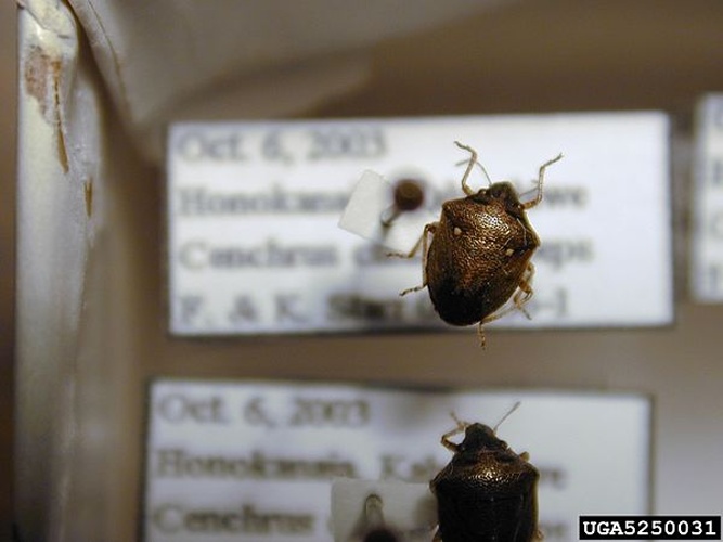 Eysarcoris ventralis &copy; Forest and Kim Starr, Starr Environmental, Bugwood.org