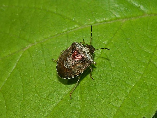 Eysarcoris venustissimus © <a href="//commons.wikimedia.org/wiki/User:Hectonichus" title="User:Hectonichus">Hectonichus</a>