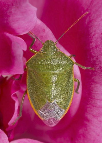 Acrosternum heegeri © <div class="fn value">
<a href="//commons.wikimedia.org/wiki/User:Archaeodontosaurus" title="User:Archaeodontosaurus">Didier Descouens</a>
</div>