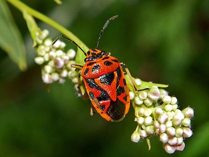 Eurydema ornata &copy; <a href="//commons.wikimedia.org/wiki/User:Hectonichus" title="User:Hectonichus">Hectonichus</a>