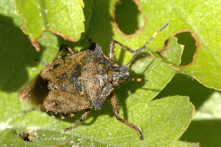 Troilus luridus © James K. Lindsey