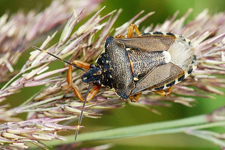 Pinthaeus sanguinipes © <a href="//commons.wikimedia.org/w/index.php?title=User:Volkmar_Wagner&amp;action=edit&amp;redlink=1" class="new" title="User:Volkmar Wagner (page does not exist)">Volkmar Wagner</a>