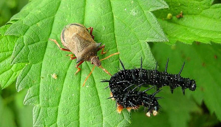 Picromerus bidens © <bdi><a href="//commons.wikimedia.org/wiki/User:ComputerHotline" title="User:ComputerHotline">Thomas Bresson</a>
</bdi>