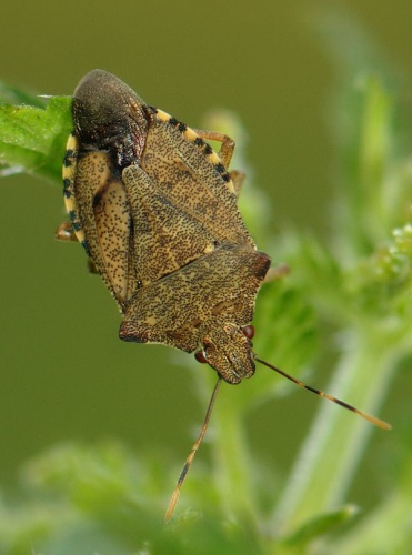 Arma custos &copy; <a href="//commons.wikimedia.org/w/index.php?title=User:Accipiter&amp;action=edit&amp;redlink=1" class="new" title="User:Accipiter (page does not exist)">Accipiter</a> (R. Altenkamp, Berlin)