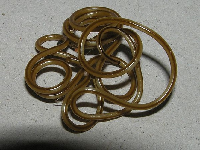 Mermis nigrescens &copy; 