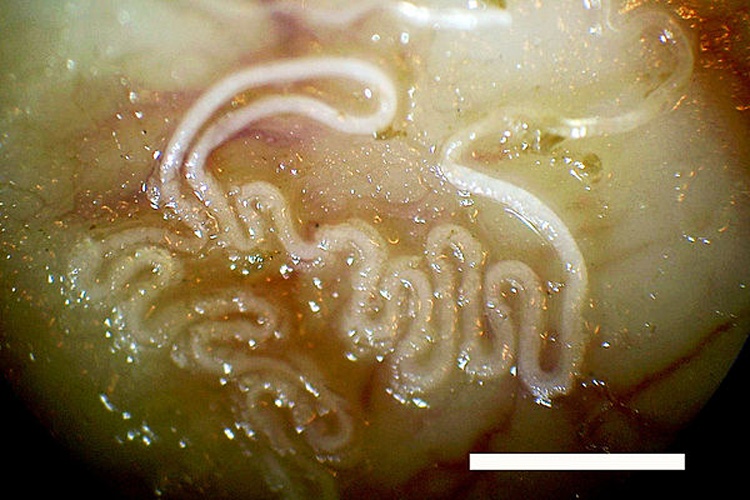 Eucoleus aerophilus © Lalošević, V., Lalošević, D., Čapo, I., Simin, V., Galfi, A. &amp; Traversa, D.