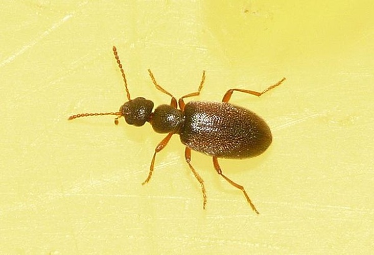 Anthicus luteicornis © <table style="width:100%; border:1px solid #aaa; background:#efd; text-align:center"><tbody><tr>
<td>
<a href="//commons.wikimedia.org/wiki/File:Aspitates_ochrearia.jpg" class="image"><img alt="Aspitates ochrearia.jpg" src="https://upload.wikimedia.org/wikipedia/commons/thumb/b/bc/Aspitates_ochrearia.jpg/55px-Aspitates_ochrearia.jpg" decoding="async" width="55" height="41" srcset="https://upload.wikimedia.org/wikipedia/commons/thumb/b/bc/Aspitates_ochrearia.jpg/83px-Aspitates_ochrearia.jpg 1.5x, https://upload.wikimedia.org/wikipedia/commons/thumb/b/bc/Aspitates_ochrearia.jpg/110px-Aspitates_ochrearia.jpg 2x" data-file-width="800" data-file-height="600"></a>
</td>
<td>This image is created by user <a rel="nofollow" class="external text" href="http://waarneming.nl/user/photos/19474">Dick Belgers</a> at <a rel="nofollow" class="external text" href="http://waarneming.nl/">waarneming.nl</a>, a source of nature observations in the Netherlands.
</td>
</tr></tbody></table>