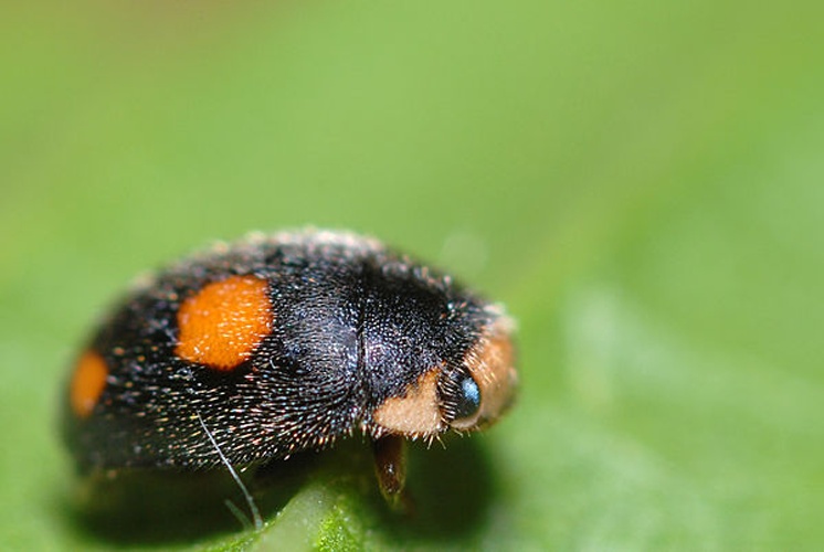 Platynaspis luteorubra © <a rel="nofollow" class="external text" href="https://www.flickr.com/photos/9082612@N05">Gilles San Martin</a>