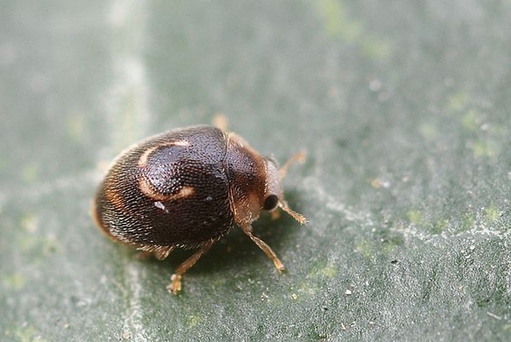 Clitostethus arcuatus &copy; <a rel="nofollow" class="external text" href="https://www.flickr.com/people/9082612@N05">Gilles San Martin</a>