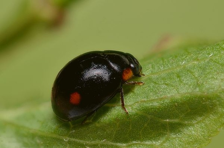 Hyperaspis campestris © <a rel="nofollow" class="external text" href="https://www.flickr.com/people/9082612@N05">Gilles San Martin</a> from Namur, Belgium