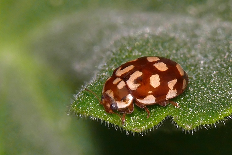 Eighteen-spotted Ladybird © <a href="//commons.wikimedia.org/wiki/User:Darius_Bauzys" title="User:Darius Bauzys">Darius Bauzys</a>