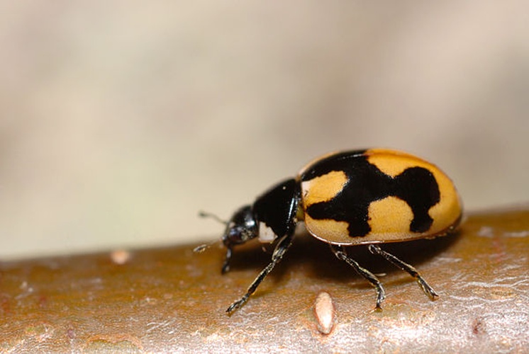 Coccinella hieroglyphica &copy; <a rel="nofollow" class="external text" href="https://www.flickr.com/people/9082612@N05">Gilles San Martin</a> from Namur, Belgium