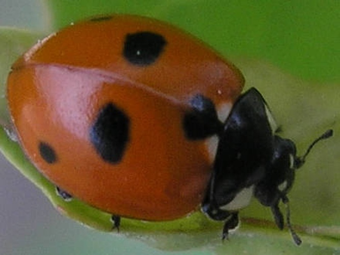 Coccinella quinquepunctata &copy; <a href="//commons.wikimedia.org/wiki/User:Pudding4brains" class="mw-redirect" title="User:Pudding4brains">Pudding4brains</a>