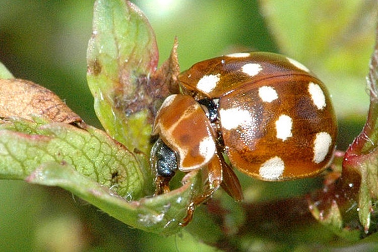 Cream-spot ladybird © James K. Lindsey