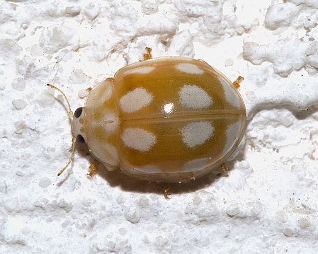 Calvia decemguttata &copy; 