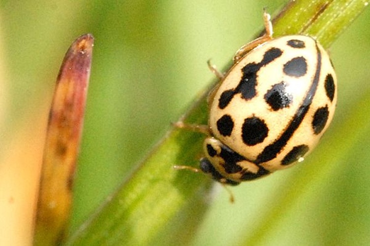 Tytthaspis sedecimpunctata &copy; James K. Lindsey