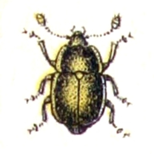 Pria dulcamarae © <bdi><a href="https://www.wikidata.org/wiki/Q18508143" class="extiw" title="d:Q18508143">Emil Hochdanz</a>
</bdi>