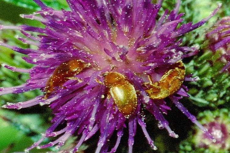 Epuraea aestiva &copy; James K. Lindsey