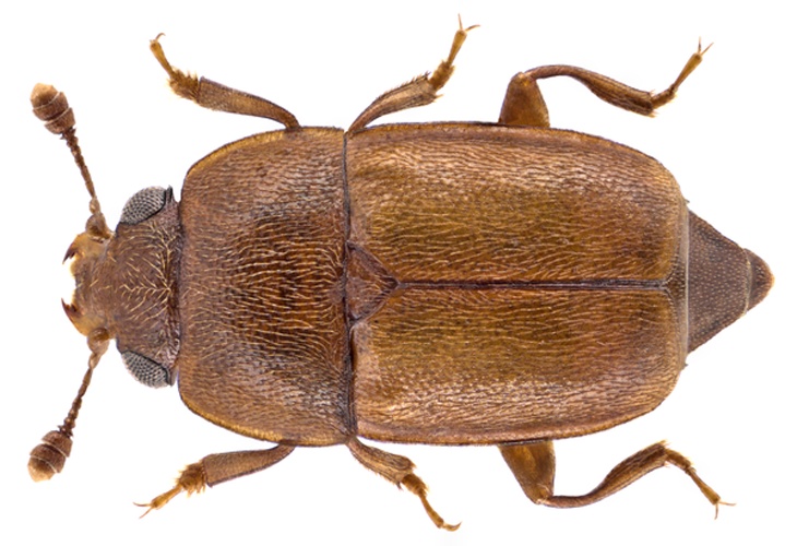 Epuraea luteola &copy; <a rel="nofollow" class="external text" href="https://www.flickr.com/people/30703260@N08">Udo Schmidt</a> from Deutschland