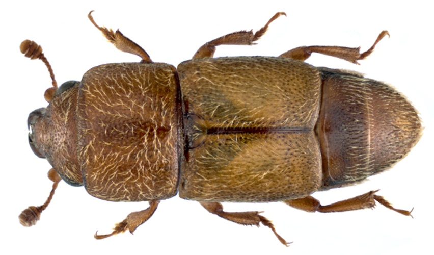 Carpophilus mutilatus &copy; <a rel="nofollow" class="external text" href="https://www.flickr.com/people/30703260@N08">Udo Schmidt</a> from Deutschland