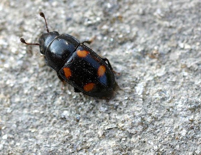 Glischrochilus hortensis &copy; 