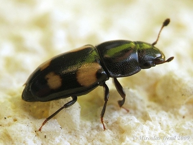 Glischrochilus quadrisignatus &copy; <a rel="nofollow" class="external text" href="https://www.biolib.cz/en/person/id200/">Miroslav Deml</a>