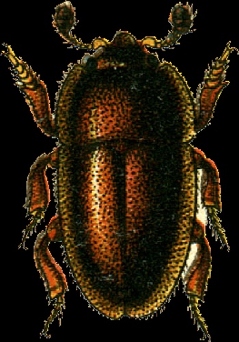 Thalycra fervida © Georgiy Jacobson