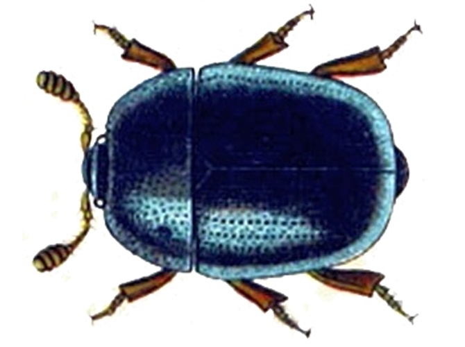 Cyllodes ater &copy; Эдмунд Рейттер (1845–1920)