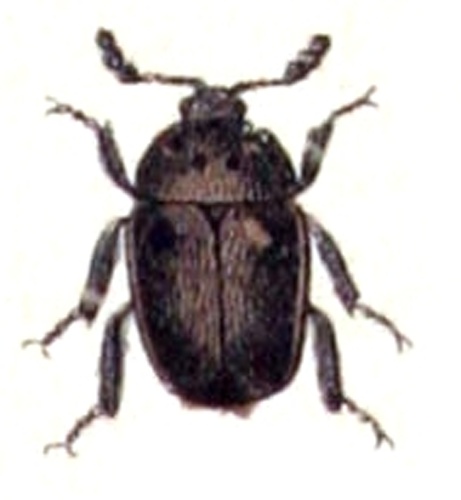 Cychramus variegatus © <bdi><a href="https://www.wikidata.org/wiki/Q18508143" class="extiw" title="d:Q18508143">Emil Hochdanz</a>
</bdi>