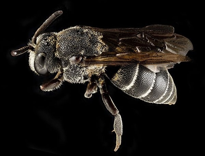 Aglaoapis tridentata © <a rel="nofollow" class="external text" href="https://www.flickr.com/people/54563451@N08">USGS Bee Inventory and Monitoring Lab</a> from Beltsville, Maryland, USA