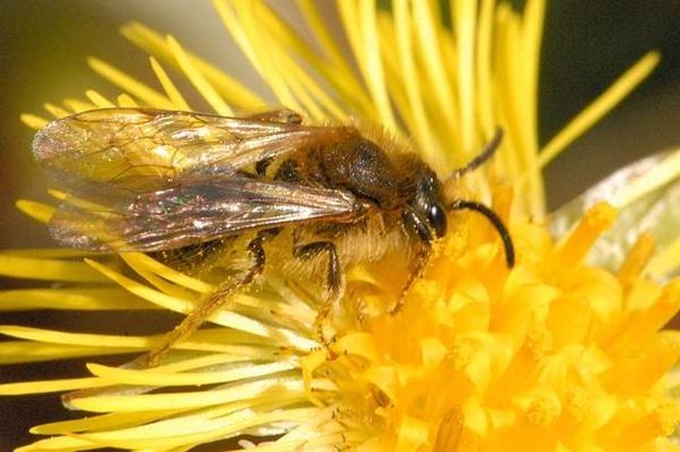 Andrena angustior &copy; James K. Lindsey