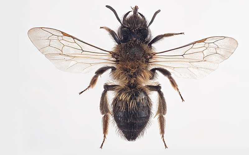 Andrena apicata © Arnstein Staverløkk