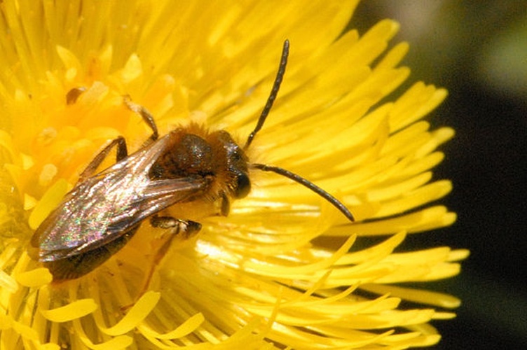 Andrena bicolor &copy; James K. Lindsey