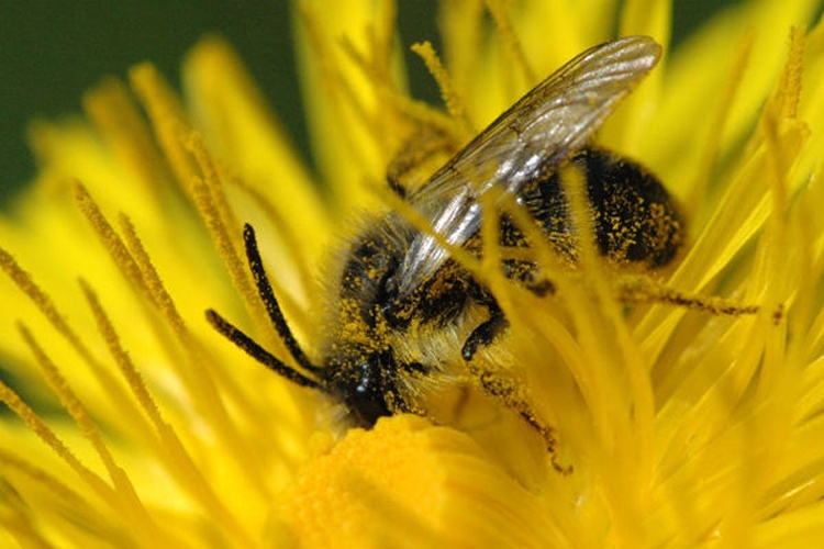 Andrena carantonica &copy; James K. Lindsey