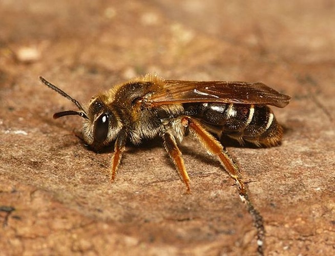 Andrena chrysosceles © <table style="width:100%; border:1px solid #aaa; background:#efd; text-align:center"><tbody><tr>
<td>
<a href="//commons.wikimedia.org/wiki/File:Aspitates_ochrearia.jpg" class="image"><img alt="Aspitates ochrearia.jpg" src="https://upload.wikimedia.org/wikipedia/commons/thumb/b/bc/Aspitates_ochrearia.jpg/55px-Aspitates_ochrearia.jpg" decoding="async" width="55" height="41" srcset="https://upload.wikimedia.org/wikipedia/commons/thumb/b/bc/Aspitates_ochrearia.jpg/83px-Aspitates_ochrearia.jpg 1.5x, https://upload.wikimedia.org/wikipedia/commons/thumb/b/bc/Aspitates_ochrearia.jpg/110px-Aspitates_ochrearia.jpg 2x" data-file-width="800" data-file-height="600"></a>
</td>
<td>This image is created by user <a rel="nofollow" class="external text" href="http://waarneming.nl/user/photos/19474">Dick Belgers</a> at <a rel="nofollow" class="external text" href="http://waarneming.nl/">waarneming.nl</a>, a source of nature observations in the Netherlands.
</td>
</tr></tbody></table>