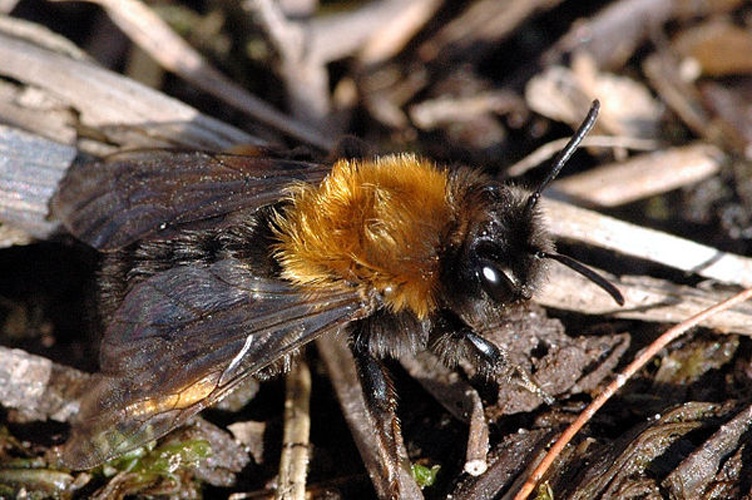 Andrena clarkella &copy; James K. Lindsey
