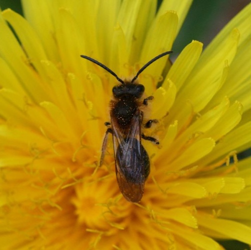Andrena dorsata © <a href="//commons.wikimedia.org/w/index.php?title=User:Sandy_Rae&amp;action=edit&amp;redlink=1" class="new" title="User:Sandy Rae (page does not exist)">Sandy Rae</a>