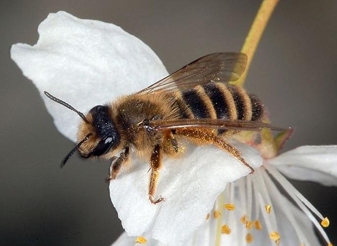 Andrena flavipes © <a href="//commons.wikimedia.org/wiki/User:Dysmachus" title="User:Dysmachus">Fritz Geller-Grimm</a>