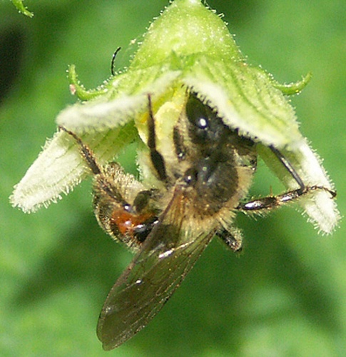 Andrena florea © Hugues Mouret