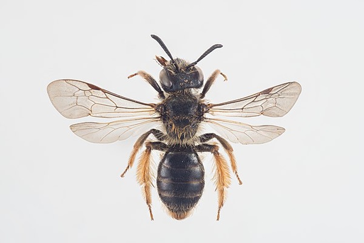 Andrena fulvago © Arnstein Staverløkk