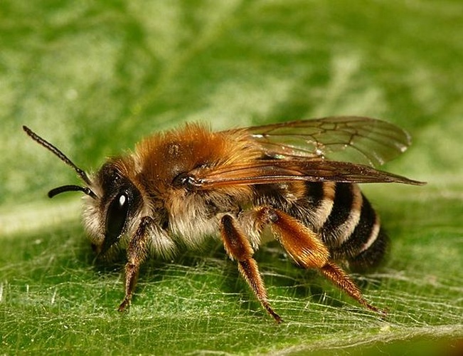 Andrena gravida © <table style="width:100%; border:1px solid #aaa; background:#efd; text-align:center"><tbody><tr>
<td>
<a href="//commons.wikimedia.org/wiki/File:Aspitates_ochrearia.jpg" class="image"><img alt="Aspitates ochrearia.jpg" src="https://upload.wikimedia.org/wikipedia/commons/thumb/b/bc/Aspitates_ochrearia.jpg/55px-Aspitates_ochrearia.jpg" decoding="async" width="55" height="41" srcset="https://upload.wikimedia.org/wikipedia/commons/thumb/b/bc/Aspitates_ochrearia.jpg/83px-Aspitates_ochrearia.jpg 1.5x, https://upload.wikimedia.org/wikipedia/commons/thumb/b/bc/Aspitates_ochrearia.jpg/110px-Aspitates_ochrearia.jpg 2x" data-file-width="800" data-file-height="600"></a>
</td>
<td>This image is created by user <a rel="nofollow" class="external text" href="http://waarneming.nl/user/photos/19474">Dick Belgers</a> at <a rel="nofollow" class="external text" href="http://waarneming.nl/">waarneming.nl</a>, a source of nature observations in the Netherlands.
</td>
</tr></tbody></table>