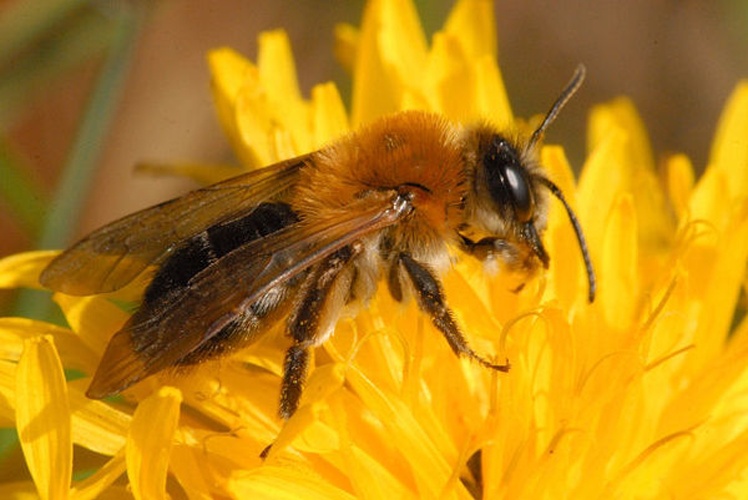 Andrena haemorrhoa &copy; James K. Lindsey