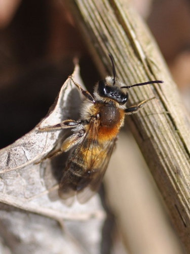 Andrena helvola © <a href="//commons.wikimedia.org/wiki/User:Aiwok" title="User:Aiwok">Aiwok</a>