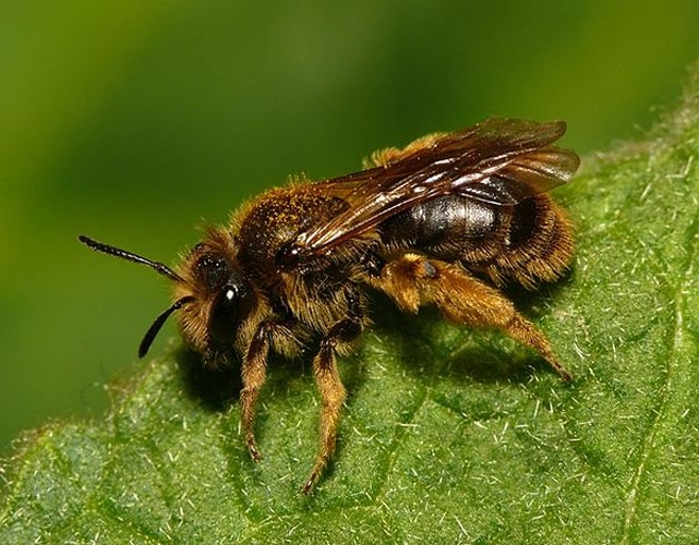 Andrena humilis © <table style="width:100%; border:1px solid #aaa; background:#efd; text-align:center"><tbody><tr>
<td>
<a href="//commons.wikimedia.org/wiki/File:Aspitates_ochrearia.jpg" class="image"><img alt="Aspitates ochrearia.jpg" src="https://upload.wikimedia.org/wikipedia/commons/thumb/b/bc/Aspitates_ochrearia.jpg/55px-Aspitates_ochrearia.jpg" decoding="async" width="55" height="41" srcset="https://upload.wikimedia.org/wikipedia/commons/thumb/b/bc/Aspitates_ochrearia.jpg/83px-Aspitates_ochrearia.jpg 1.5x, https://upload.wikimedia.org/wikipedia/commons/thumb/b/bc/Aspitates_ochrearia.jpg/110px-Aspitates_ochrearia.jpg 2x" data-file-width="800" data-file-height="600"></a>
</td>
<td>This image is created by user <a rel="nofollow" class="external text" href="http://waarneming.nl/user/photos/19474">Dick Belgers</a> at <a rel="nofollow" class="external text" href="http://waarneming.nl/">waarneming.nl</a>, a source of nature observations in the Netherlands.
</td>
</tr></tbody></table>