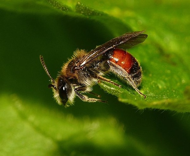 Andrena labiata © <table style="width:100%; border:1px solid #aaa; background:#efd; text-align:center"><tbody><tr>
<td>
<a href="//commons.wikimedia.org/wiki/File:Aspitates_ochrearia.jpg" class="image"><img alt="Aspitates ochrearia.jpg" src="https://upload.wikimedia.org/wikipedia/commons/thumb/b/bc/Aspitates_ochrearia.jpg/55px-Aspitates_ochrearia.jpg" decoding="async" width="55" height="41" srcset="https://upload.wikimedia.org/wikipedia/commons/thumb/b/bc/Aspitates_ochrearia.jpg/83px-Aspitates_ochrearia.jpg 1.5x, https://upload.wikimedia.org/wikipedia/commons/thumb/b/bc/Aspitates_ochrearia.jpg/110px-Aspitates_ochrearia.jpg 2x" data-file-width="800" data-file-height="600"></a>
</td>
<td>This image is created by user <a rel="nofollow" class="external text" href="http://waarneming.nl/user/photos/19474">Dick Belgers</a> at <a rel="nofollow" class="external text" href="http://waarneming.nl/">waarneming.nl</a>, a source of nature observations in the Netherlands.
</td>
</tr></tbody></table>