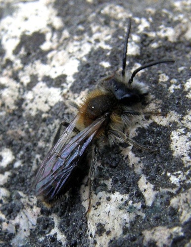 Andrena lapponica &copy; Tomi Salin