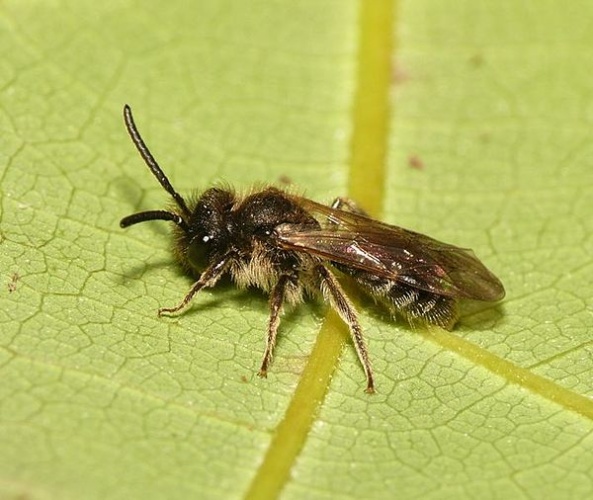 Andrena minutula © <table style="width:100%; border:1px solid #aaa; background:#efd; text-align:center"><tbody><tr>
<td>
<a href="//commons.wikimedia.org/wiki/File:Aspitates_ochrearia.jpg" class="image"><img alt="Aspitates ochrearia.jpg" src="https://upload.wikimedia.org/wikipedia/commons/thumb/b/bc/Aspitates_ochrearia.jpg/55px-Aspitates_ochrearia.jpg" decoding="async" width="55" height="41" srcset="https://upload.wikimedia.org/wikipedia/commons/thumb/b/bc/Aspitates_ochrearia.jpg/83px-Aspitates_ochrearia.jpg 1.5x, https://upload.wikimedia.org/wikipedia/commons/thumb/b/bc/Aspitates_ochrearia.jpg/110px-Aspitates_ochrearia.jpg 2x" data-file-width="800" data-file-height="600"></a>
</td>
<td>This image is created by user <a rel="nofollow" class="external text" href="http://waarneming.nl/user/photos/19474">Dick Belgers</a> at <a rel="nofollow" class="external text" href="http://waarneming.nl/">waarneming.nl</a>, a source of nature observations in the Netherlands.
</td>
</tr></tbody></table>