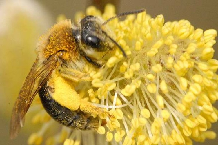 Andrena nigroaenaea © James K. Lindsey