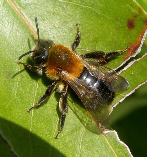 Andrena nitida © Tristram